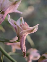 Delphinium gypsophilum