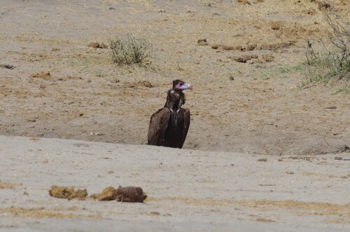 White-headed Vulture