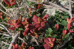 Exobasidium vaccinii-uliginosi