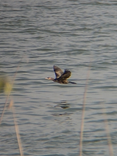Pygmy Cormorant