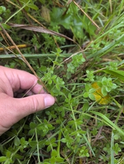 Cruciata laevipes, photograph author not stated, no rights reserved