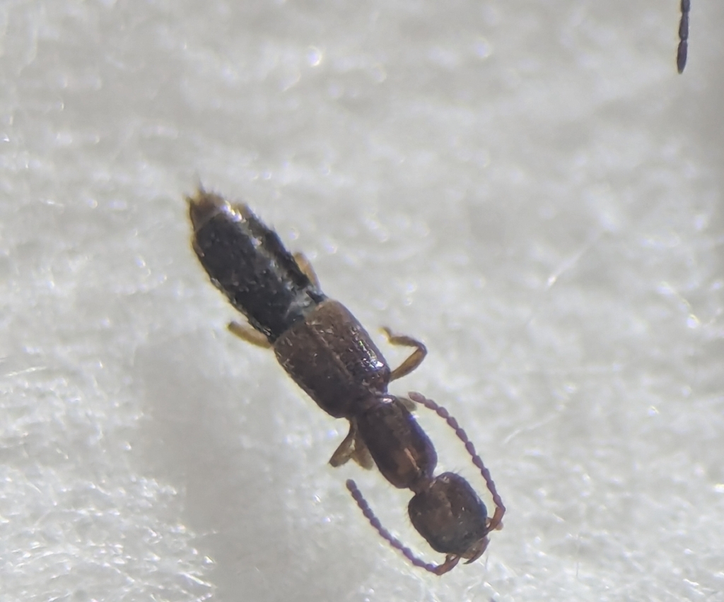Pseudobium kobense