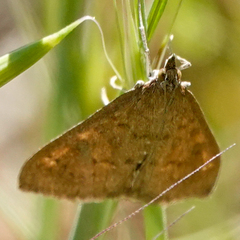 Mecyna mustelinalis