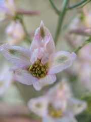 Delphinium gypsophilum
