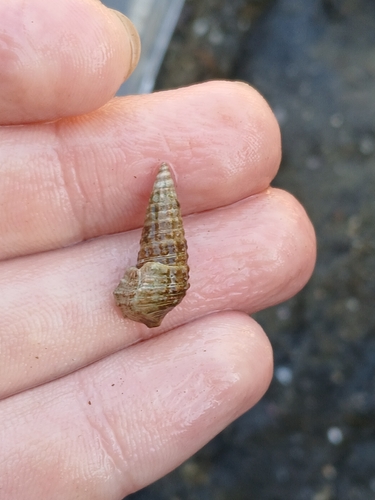 Cerithium coralium observed 2026-08-28
