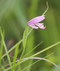 Pogonia ophioglossoides, photograph (c) Steven Lamonde, some rights reserved (CC BY)