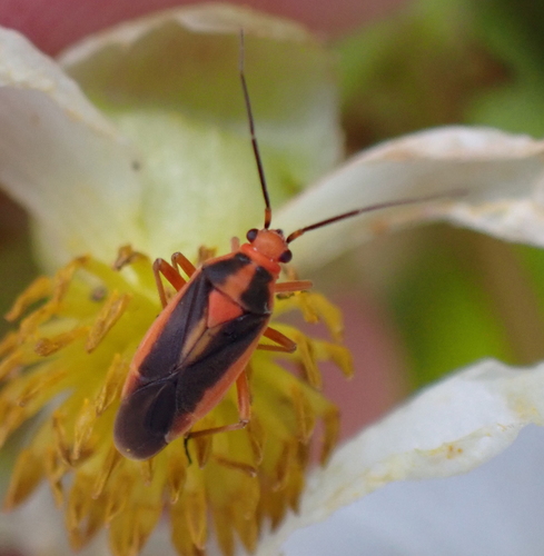 Prepops zonatus
