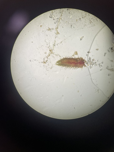 Alitta succinea observed 2026-08-27