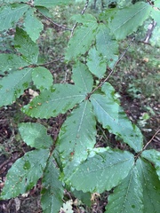 Fagus orientalis, photograph (c) Наталья Пикалова, some rights reserved (CC BY)