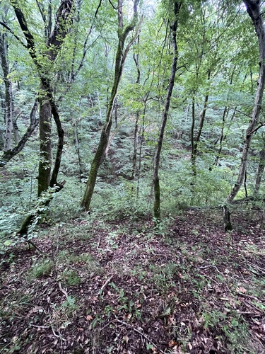 Fagus orientalis, photograph 5