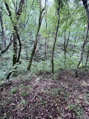 Fagus orientalis, photograph (c) Наталья Пикалова, some rights reserved (CC BY)