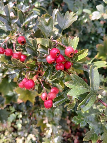 Crataegus monogyna