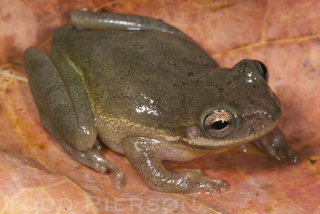 Squirrel Tree Frog