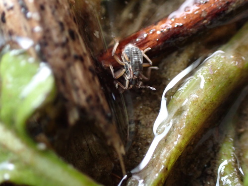 Pseudovelia, 2026-04-25