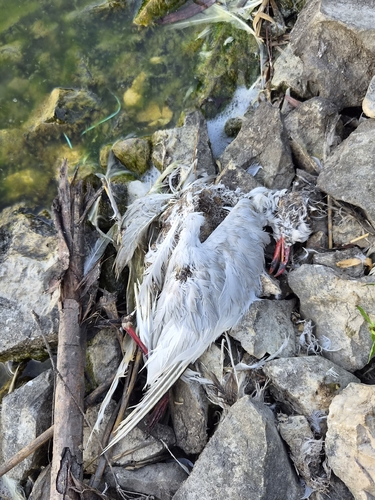 Mediterranean Gull