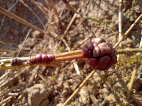 Ustilago trichophora
