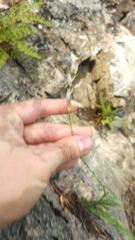 Silene jeniseensis