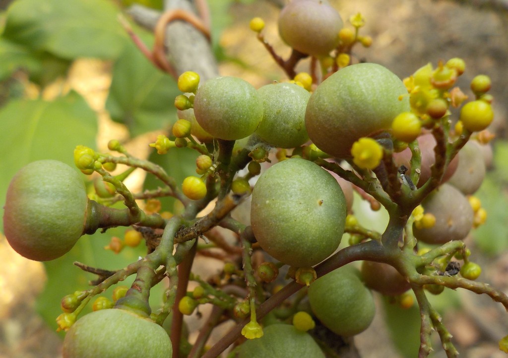 Colubrina macrocarpa