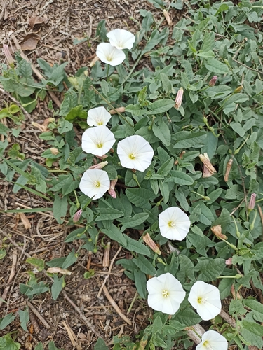 field bindweed