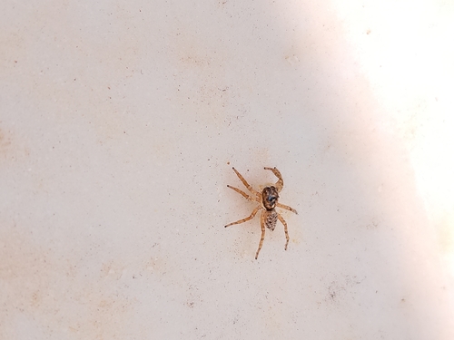Half-edged Wall Jumping Spider