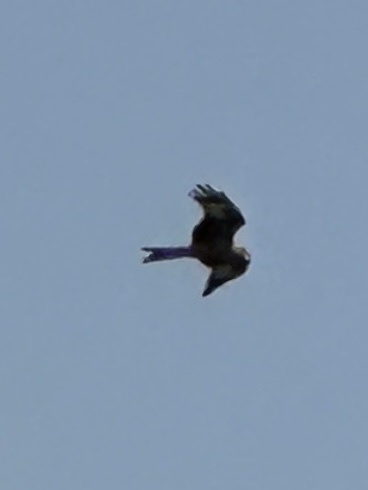 Red Kite