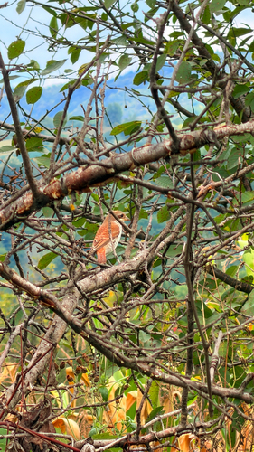 Red-backed Shrike
