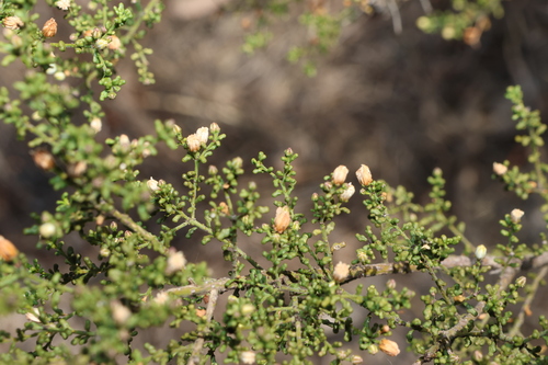 Philotheca difformis, photograph 1
