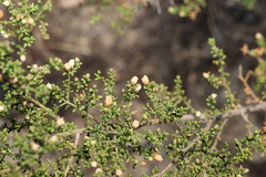 Philotheca difformis
