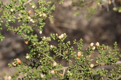 Philotheca difformis, photograph (c) Greg Tasney, some rights reserved (CC BY-SA)
