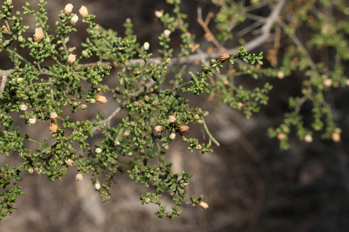 Philotheca difformis, photograph 3