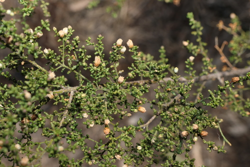 Philotheca difformis, photograph 4