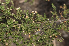 Philotheca difformis, photograph (c) Greg Tasney, some rights reserved (CC BY-SA)
