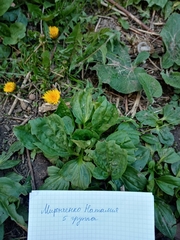Plantago major