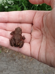 Bufo bufo