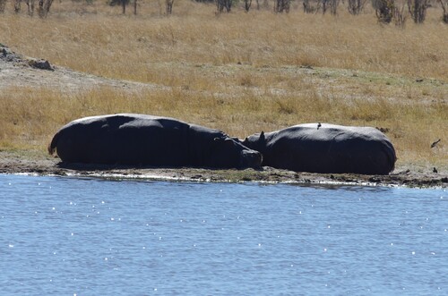 Common Hippopotamus