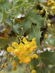 Berberis higginsiae