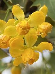 Berberis higginsiae