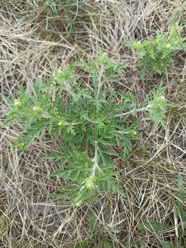 common ragweed