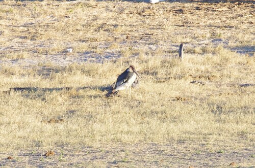 Marabou Stork