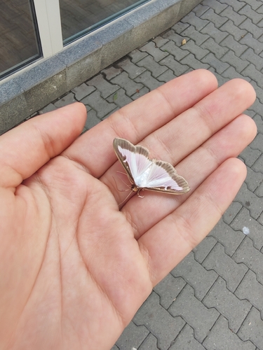 Box Tree Moth