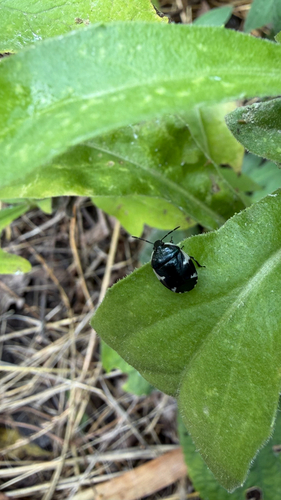 Rambur's pied shieldbug