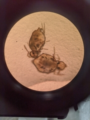 Symphypleona