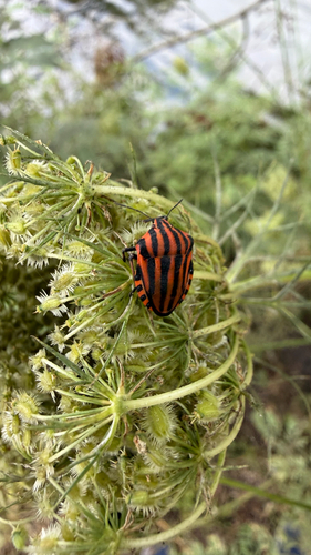 European Striped Shield Bug