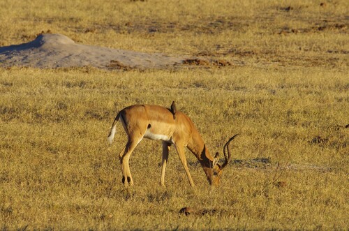 Common Impala