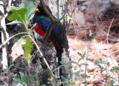 Trogon mexicanus
