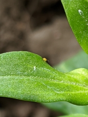Symphypleona