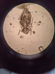 Symphypleona