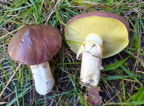 Purple-veiled Slippery Jack
