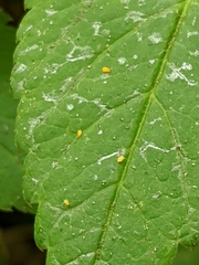 Symphypleona