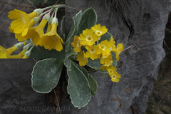 Primula auricula
